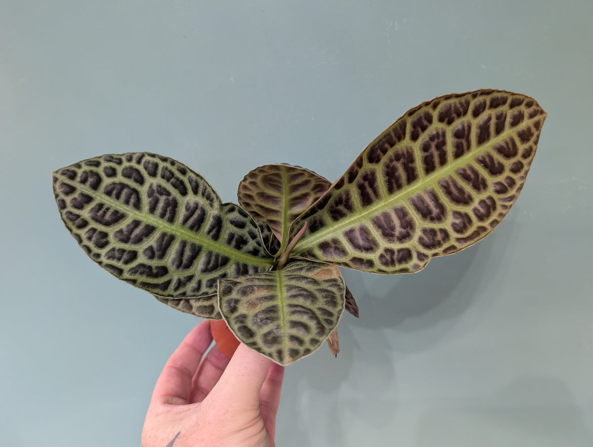 Labisia Kura Kura Turtleback 8cm