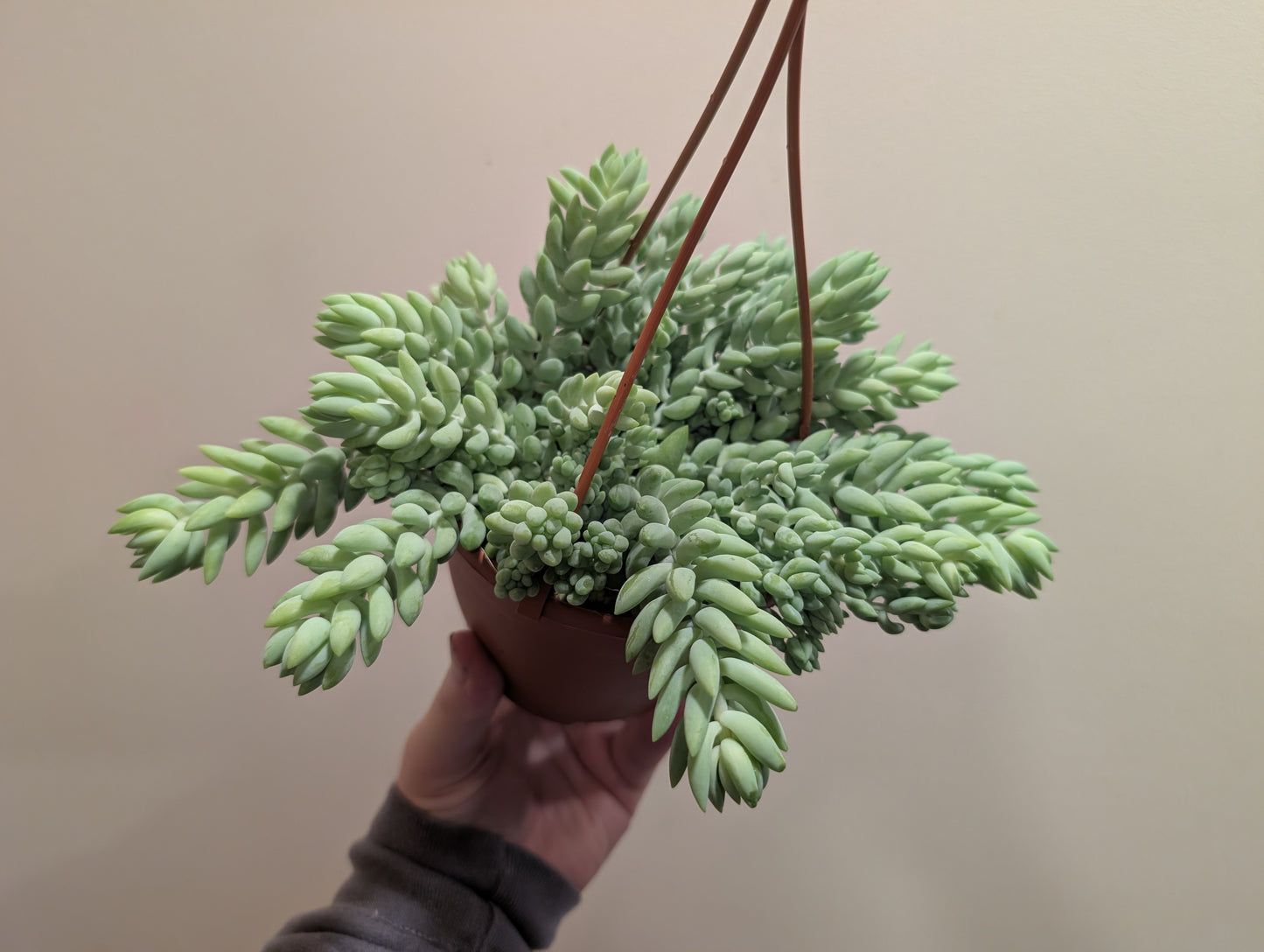 Sedum Burrito Hanging Pot 12cm