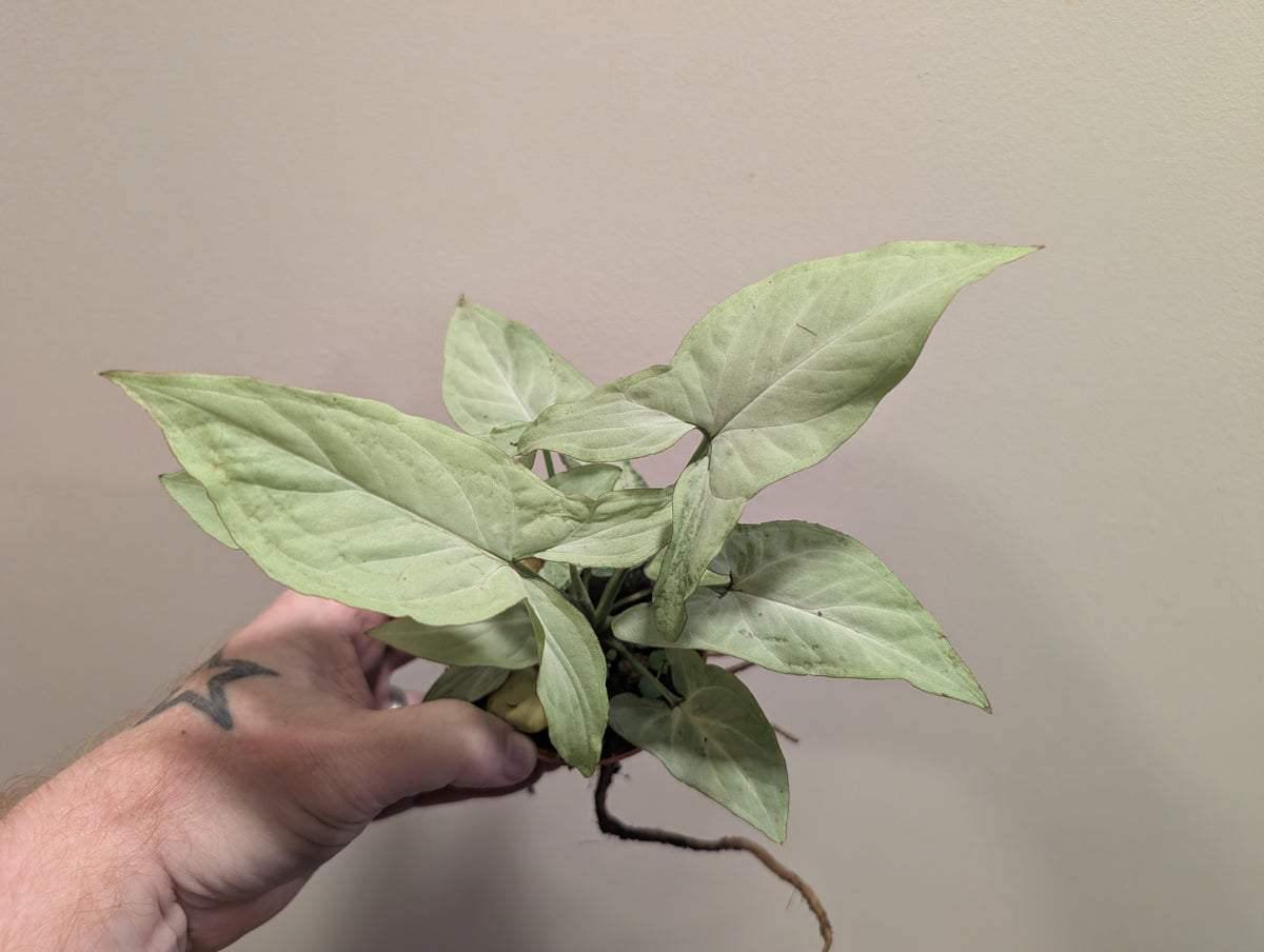 Syngonium Strawberry Milk 8cm