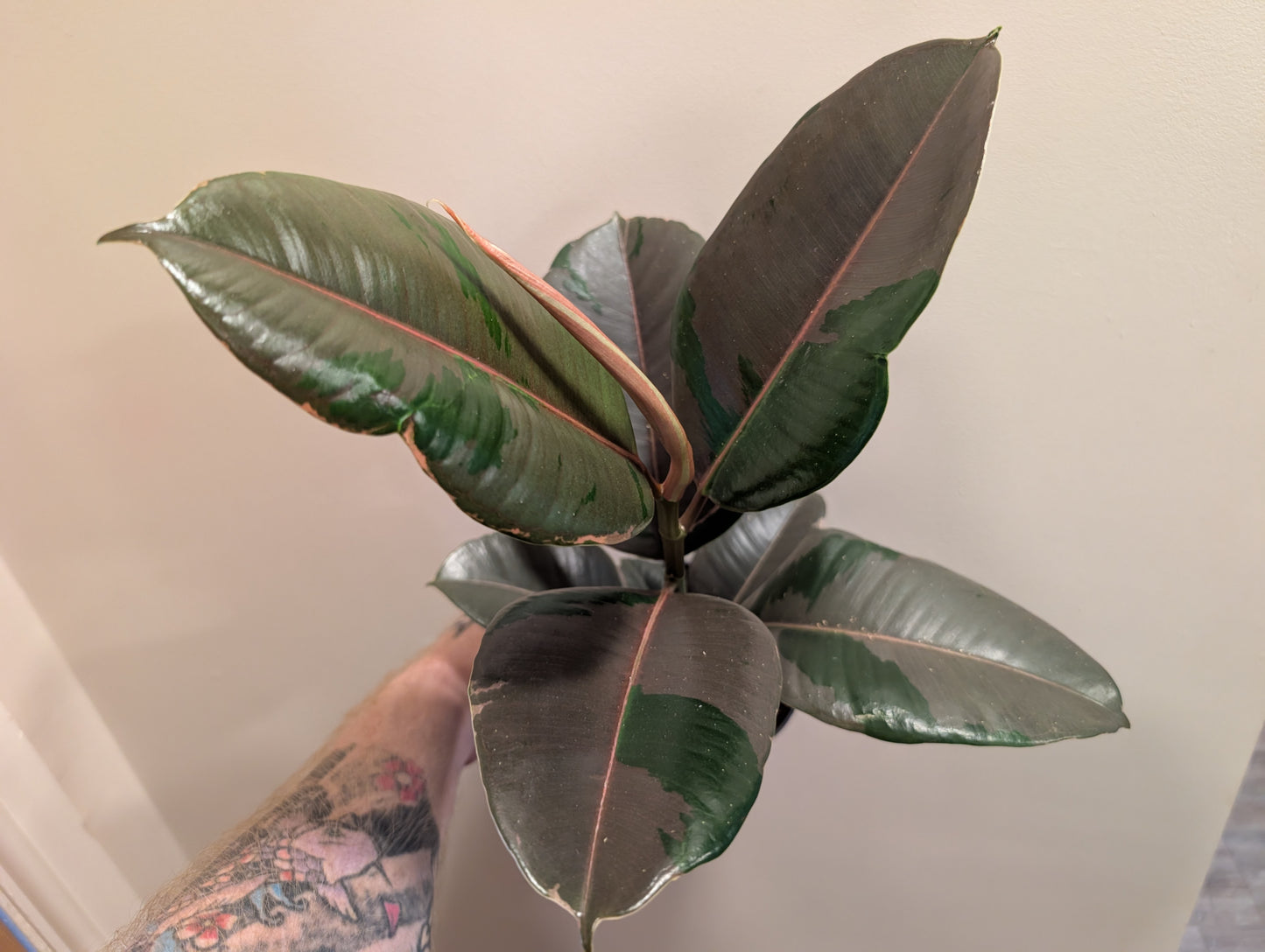 Ficus Elastica Pink Camouflage 14cm ⚡