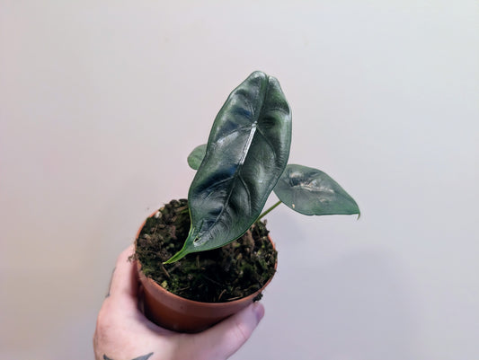 Alocasia Venusta 10.5cm