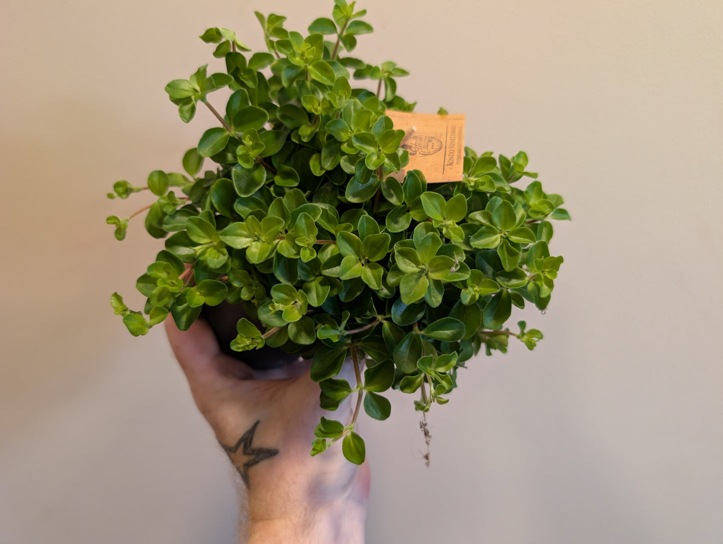 Peperomia Rotundifolia 10.5cm