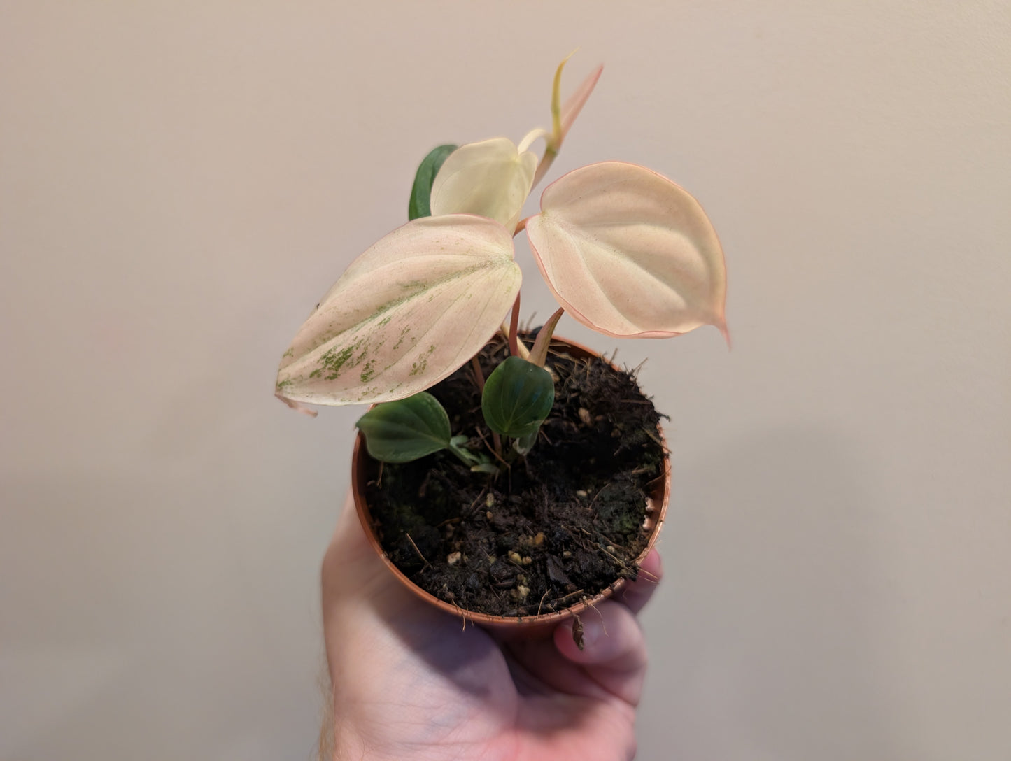 Philodendron Micans Marble Variegata 10.5cm