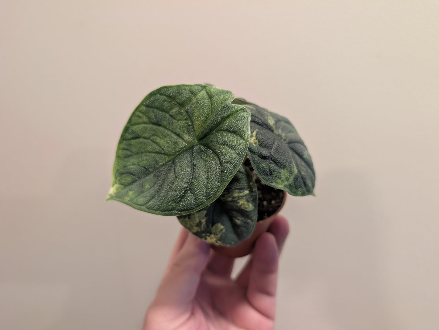 Alocasia Melo Aurea 6cm