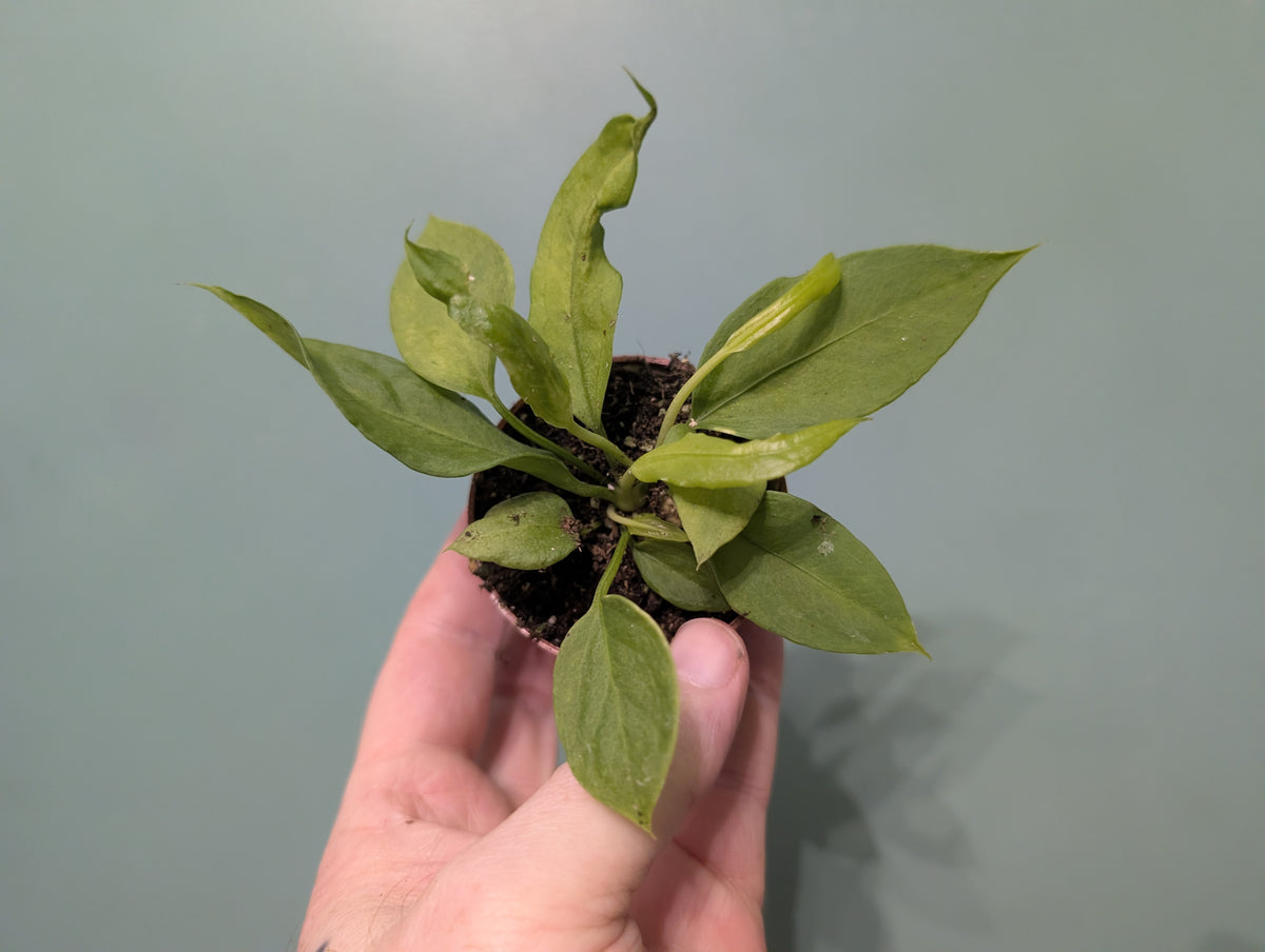 Anthurium Vittarifolium 6cm