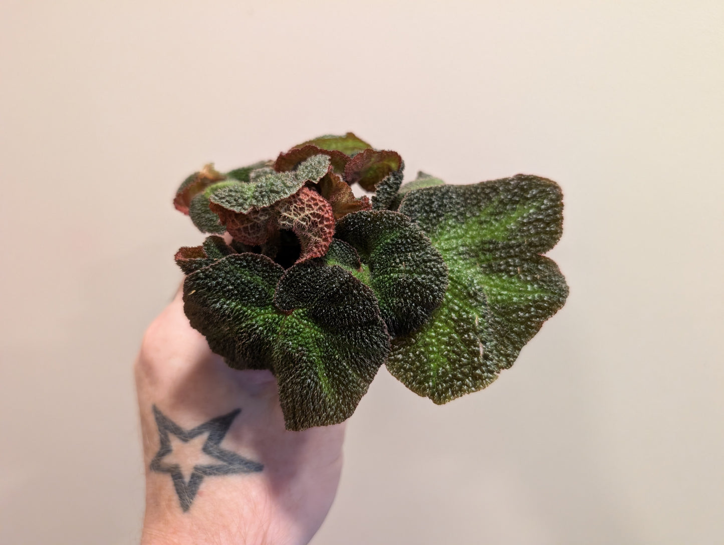 Begonia Soli Mutata 6cm