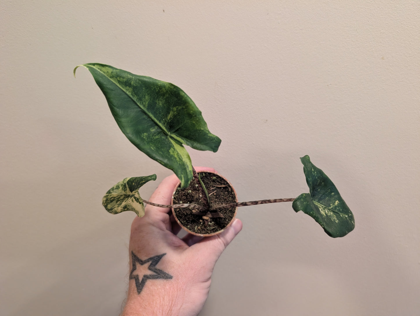 Alocasia Zebrina Siberian Tiger 6cm