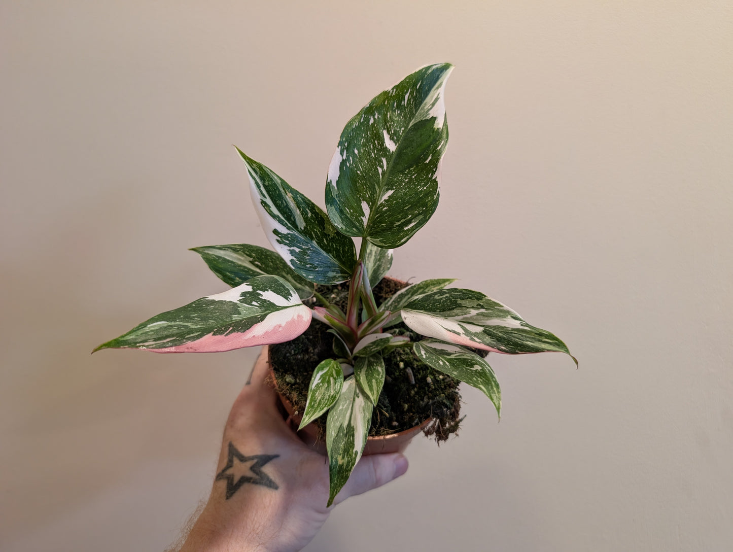 Philodendron White Princess Tricolour 12cm