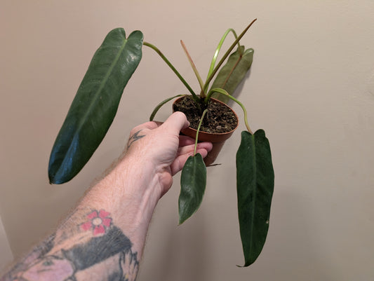 Philodendron Spiritus Sancti 10.5cm Pre Order