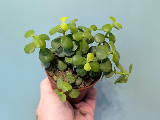 Crassula Afra 8.5cm