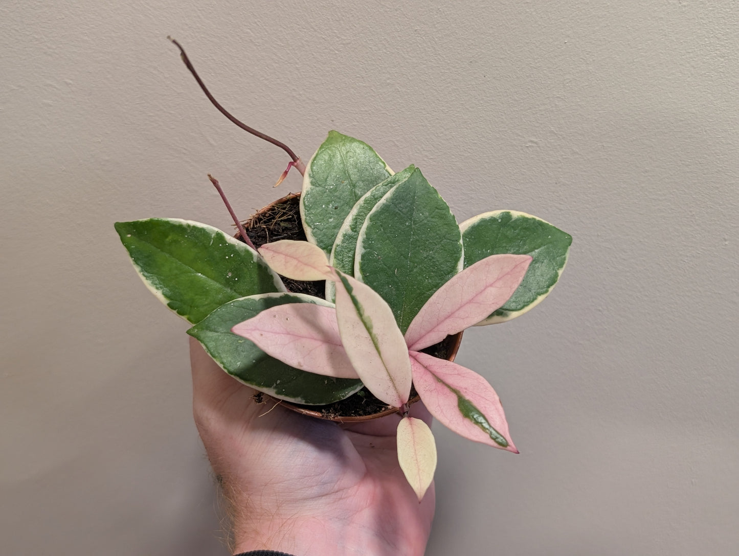 Hoya Flamingo Dream 9cm