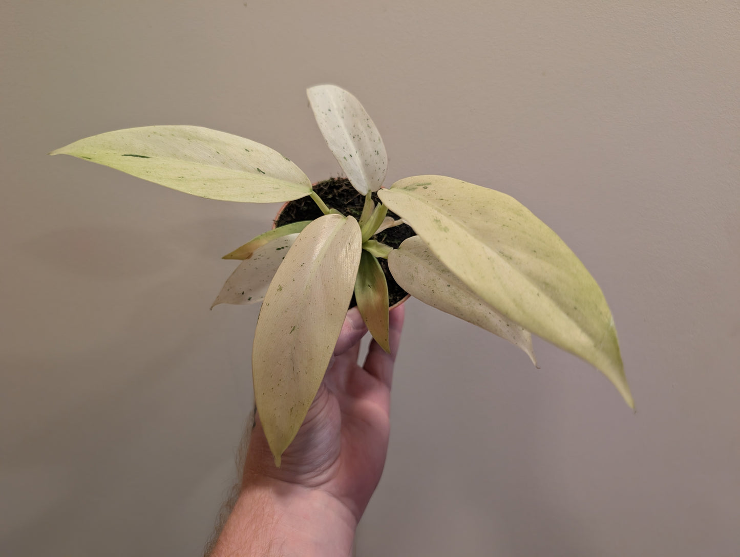 Philodendron Whipple Way 9cm