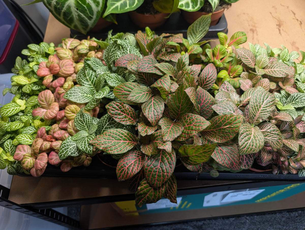 Fittonia Mix 8.5cm