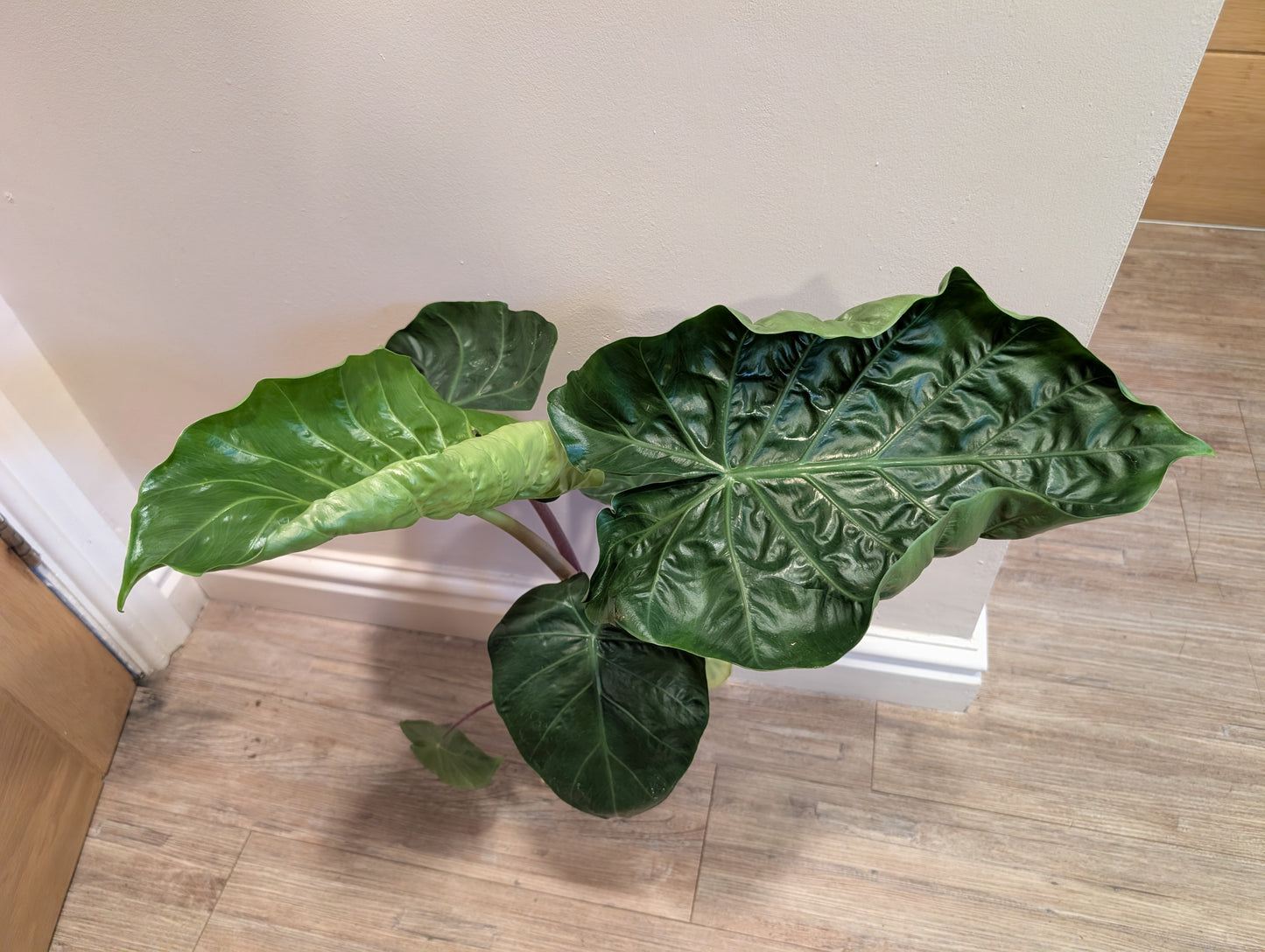 Alocasia Dark Star 15cm