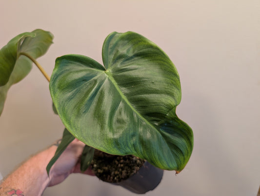 Philodendron Corsinasun 9cm Pre Order