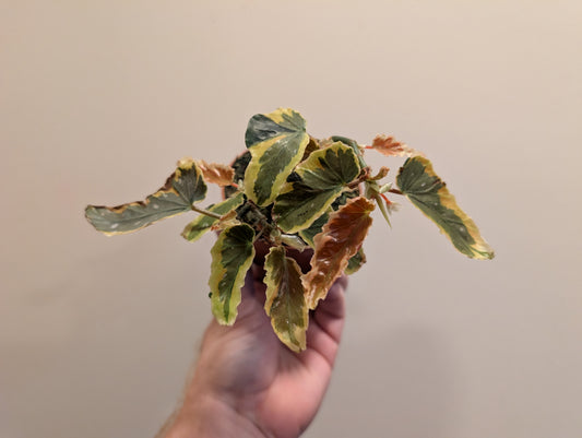 Begonia Dainty Spray Sport Variegated 8cm