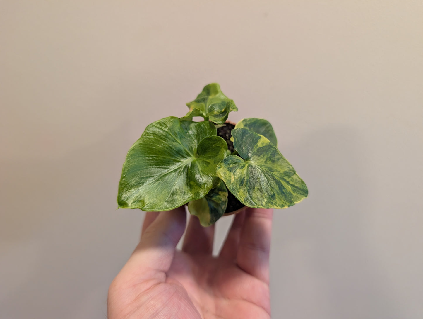 Philodendron Atom Aurea 6cm