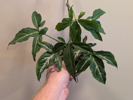 Syngonium Little Star 12cm