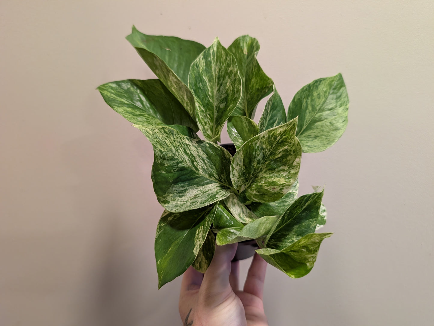 Epipremnum Marble Queen 12cm