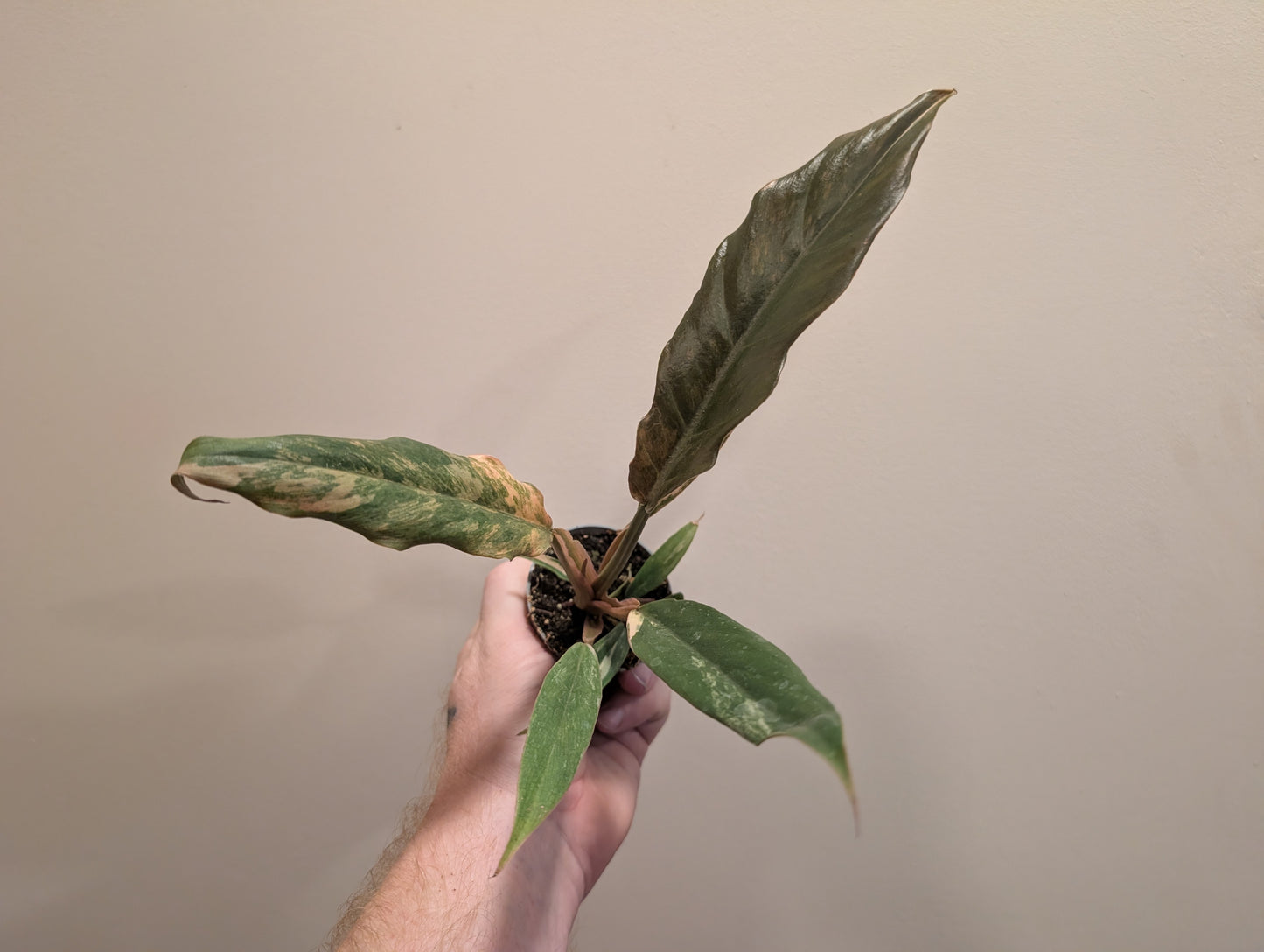 Philodendron Caramel Marble 6cm
