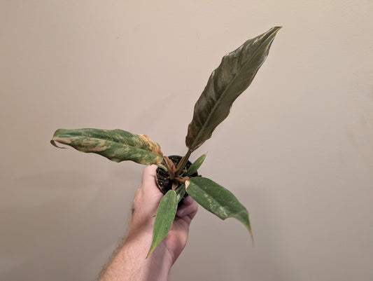 Philodendron Caramel Marble 6cm