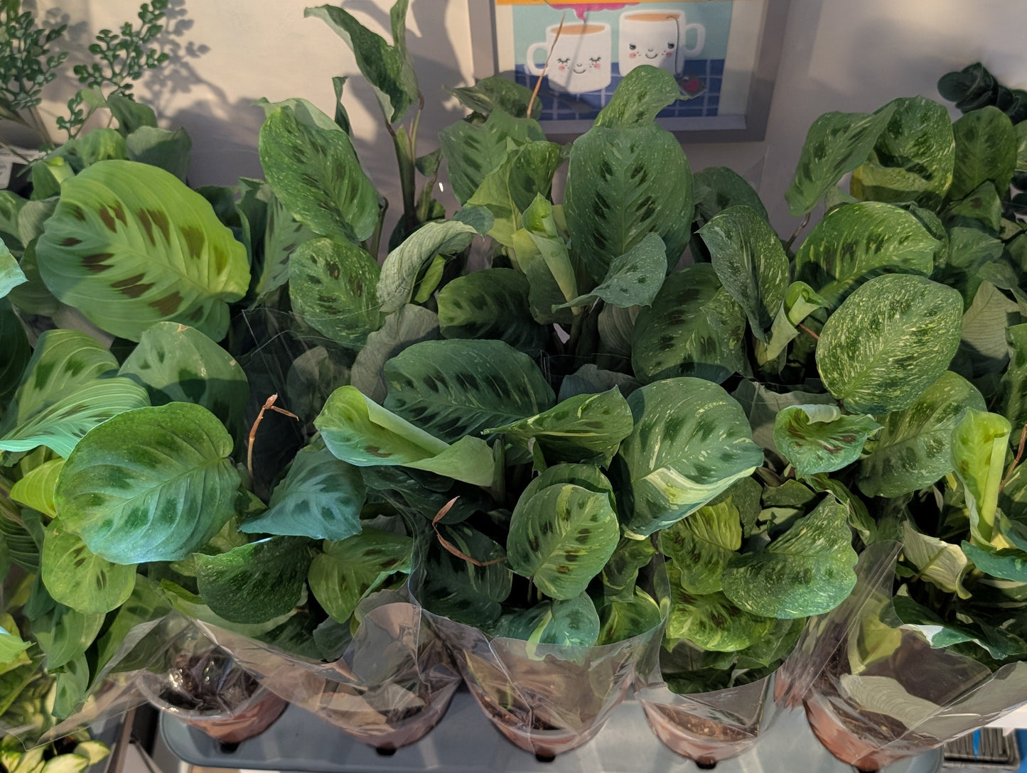 Maranta Leuconeura Kerchoveana Variegata 12cm