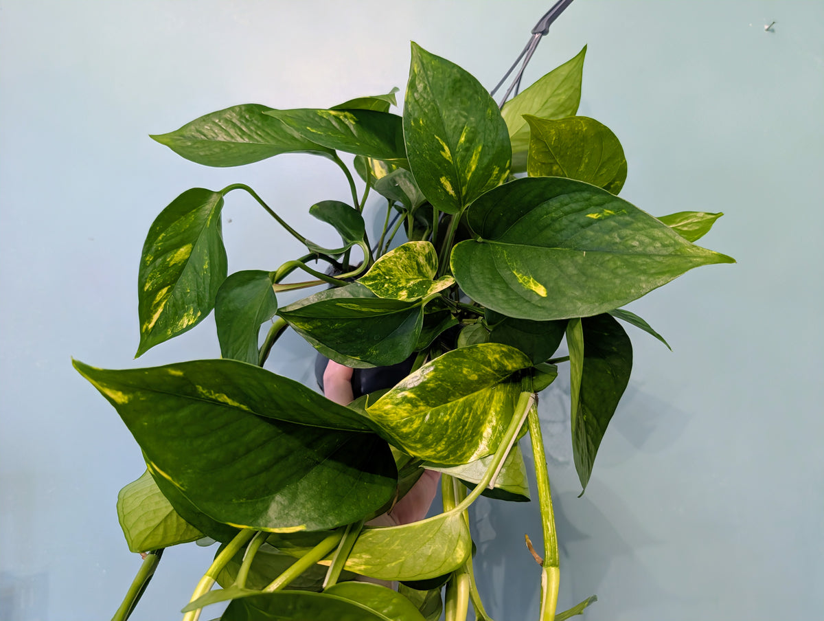Epipremnum Pinnatum Aurem Hanging Pot