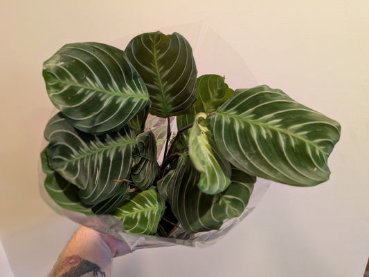 Maranta Cats Moustache 12cm