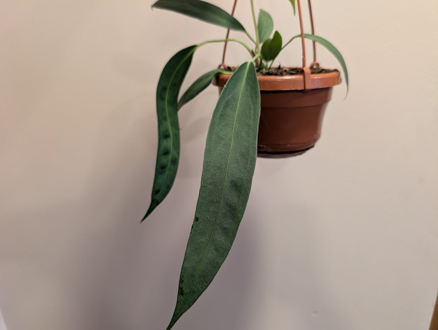 Anthurium Wendlingeri 14cm