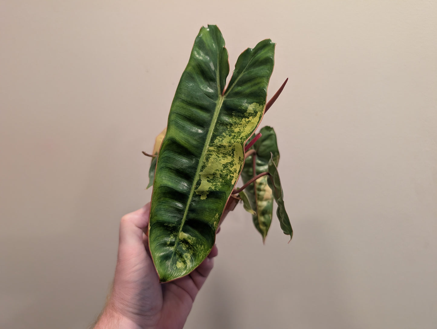 Philodendron Billietiae Variegata 9cm