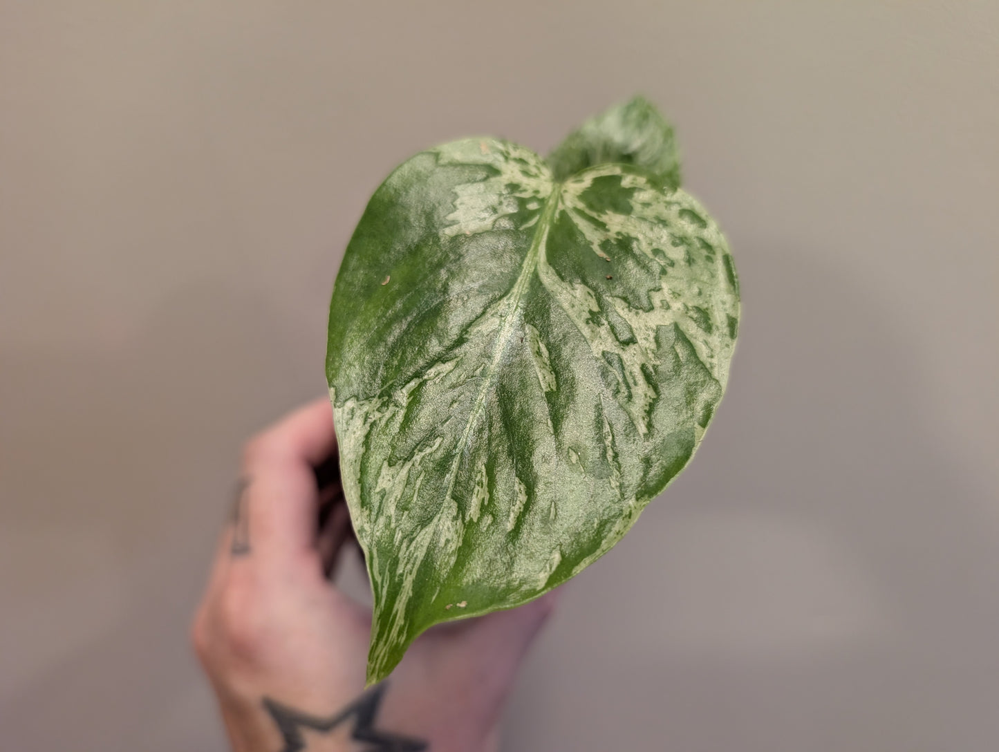 Monstera Bulbasaur 8cm