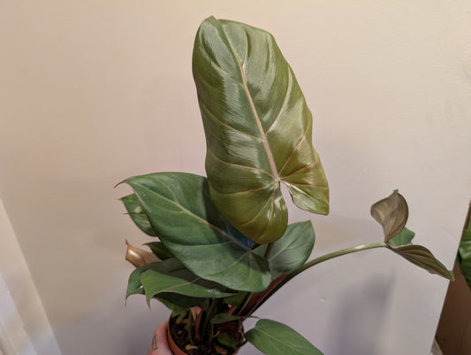 Philodendron Summer Glory 12cm ⚡️