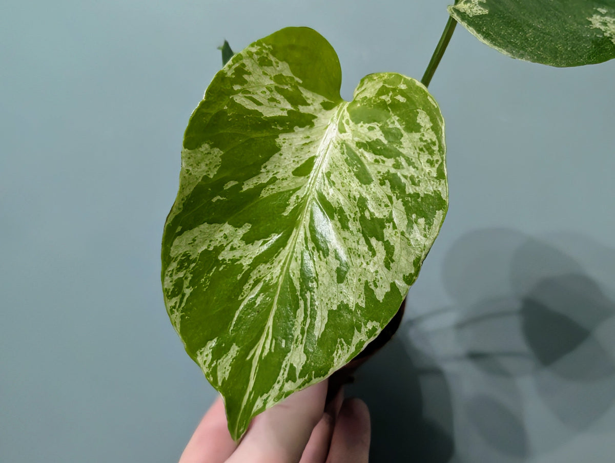 Monstera Bulbasaur 8cm