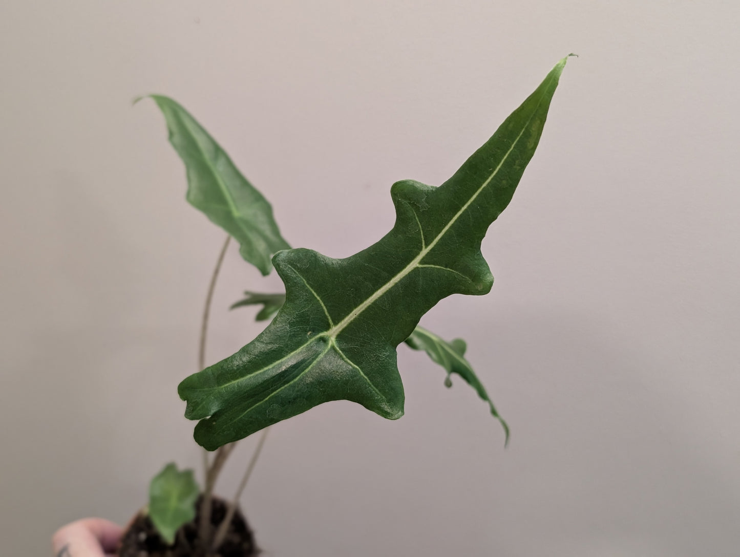 Alocasia Porteii Zebra 8cm