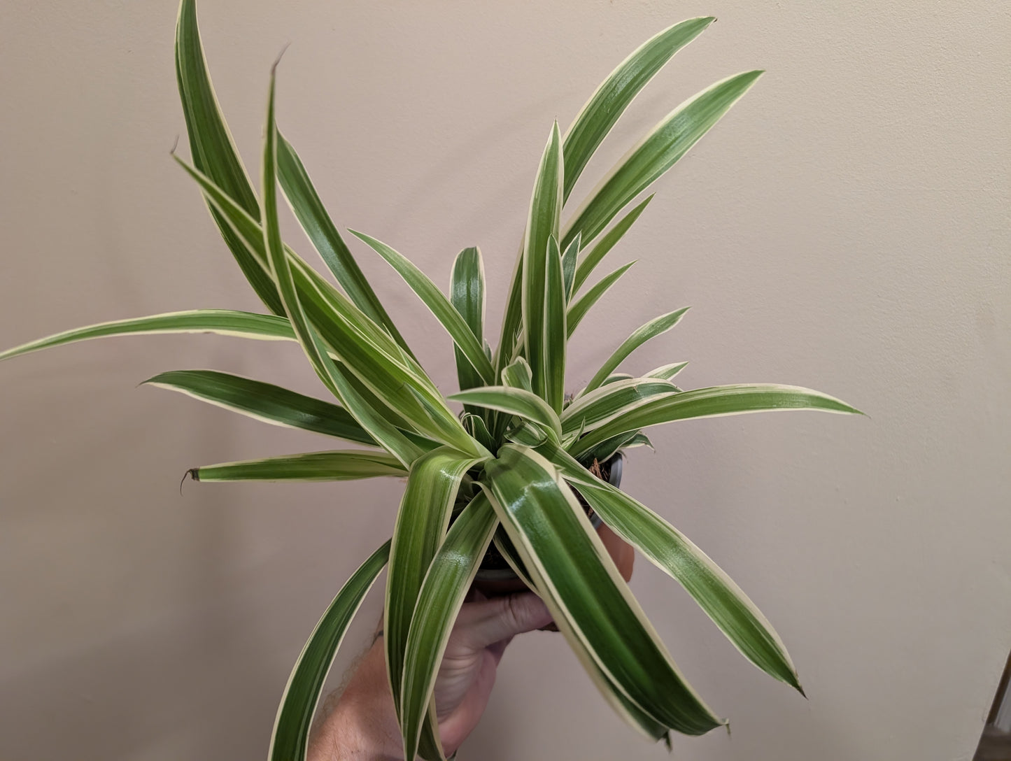 Chlorophytum Comosum Reversa - Spider Plant 12cm