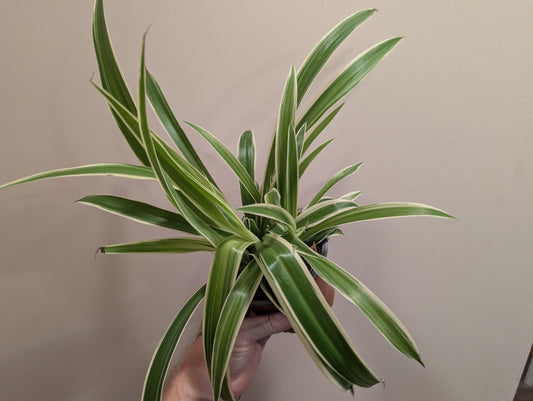 Chlorophytum Comosum Reversa - Spider Plant 12cm