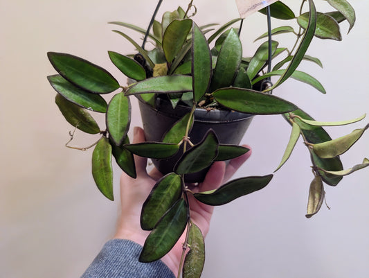 Hoya Rosita 14cm