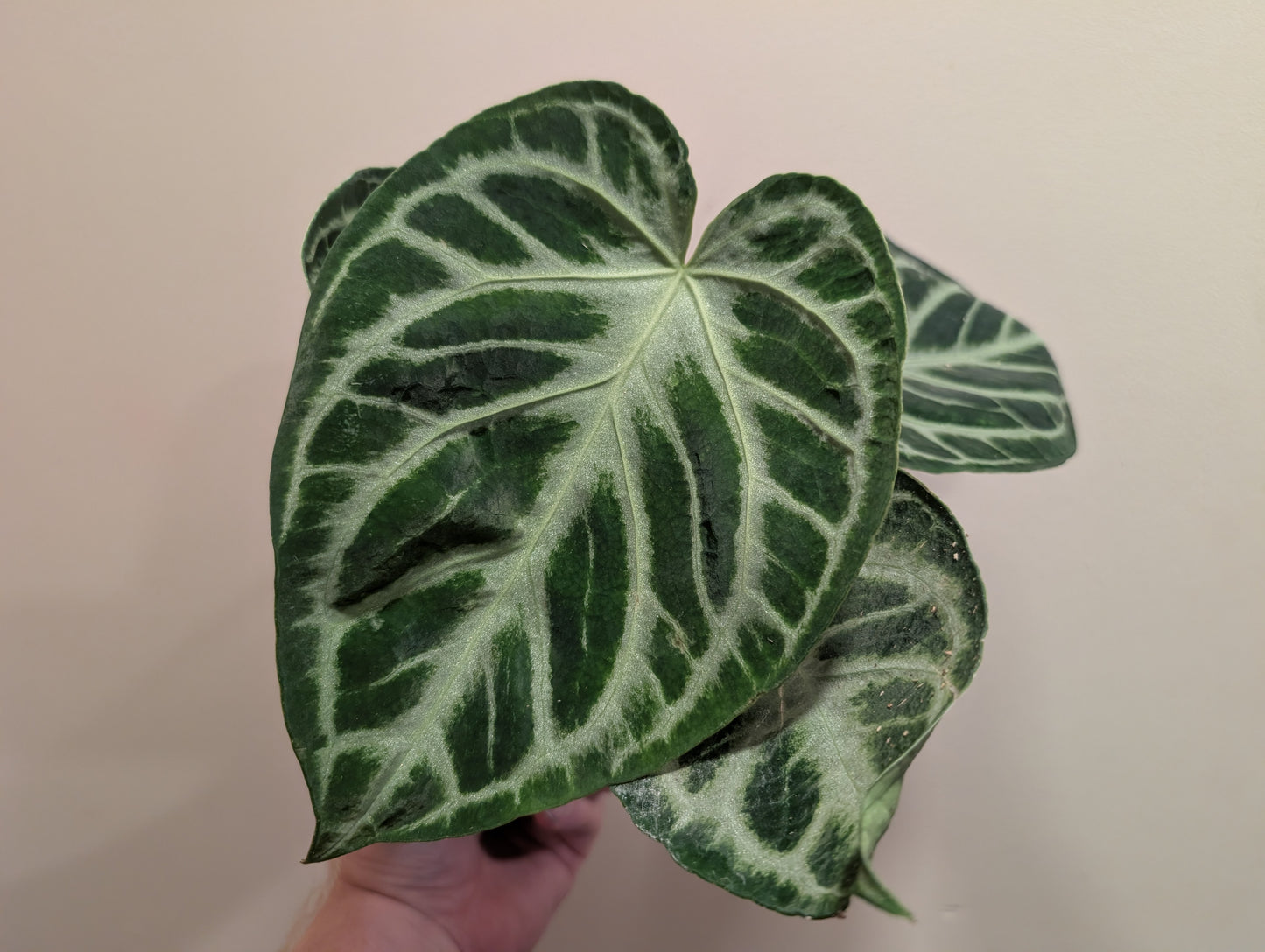 Anthurium Silver Blush 12cm
