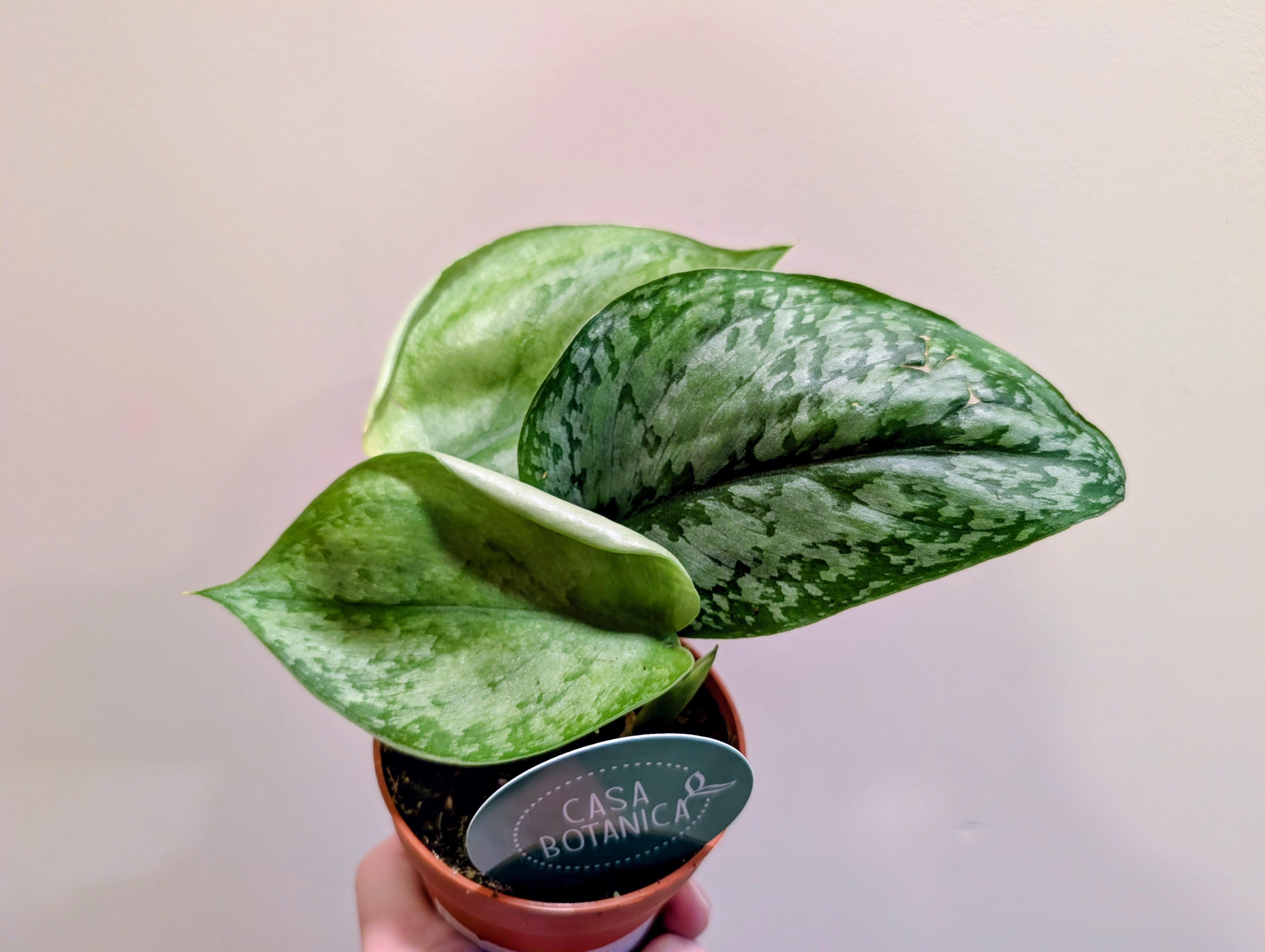 20+ Scindapsus Silver Splash Scindapsus Silver Splash Glow 9cm – Bigplantlad