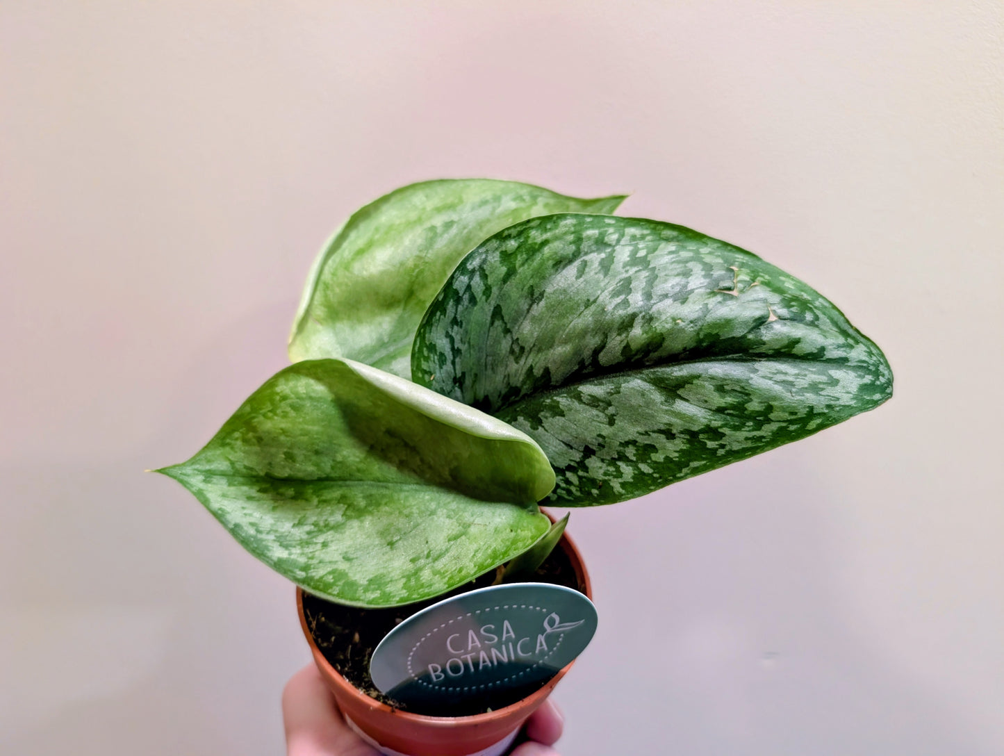 Scindapsus Silver Splash Glow 9cm