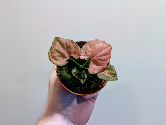 Syngonium Orm Nak 8cm