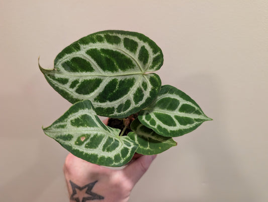 Anthurium Silver Blush Mint x Michelle 7cm