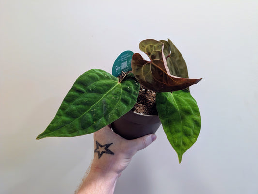 Anthurium King of Spades x Forgetii x Goliath 13cm