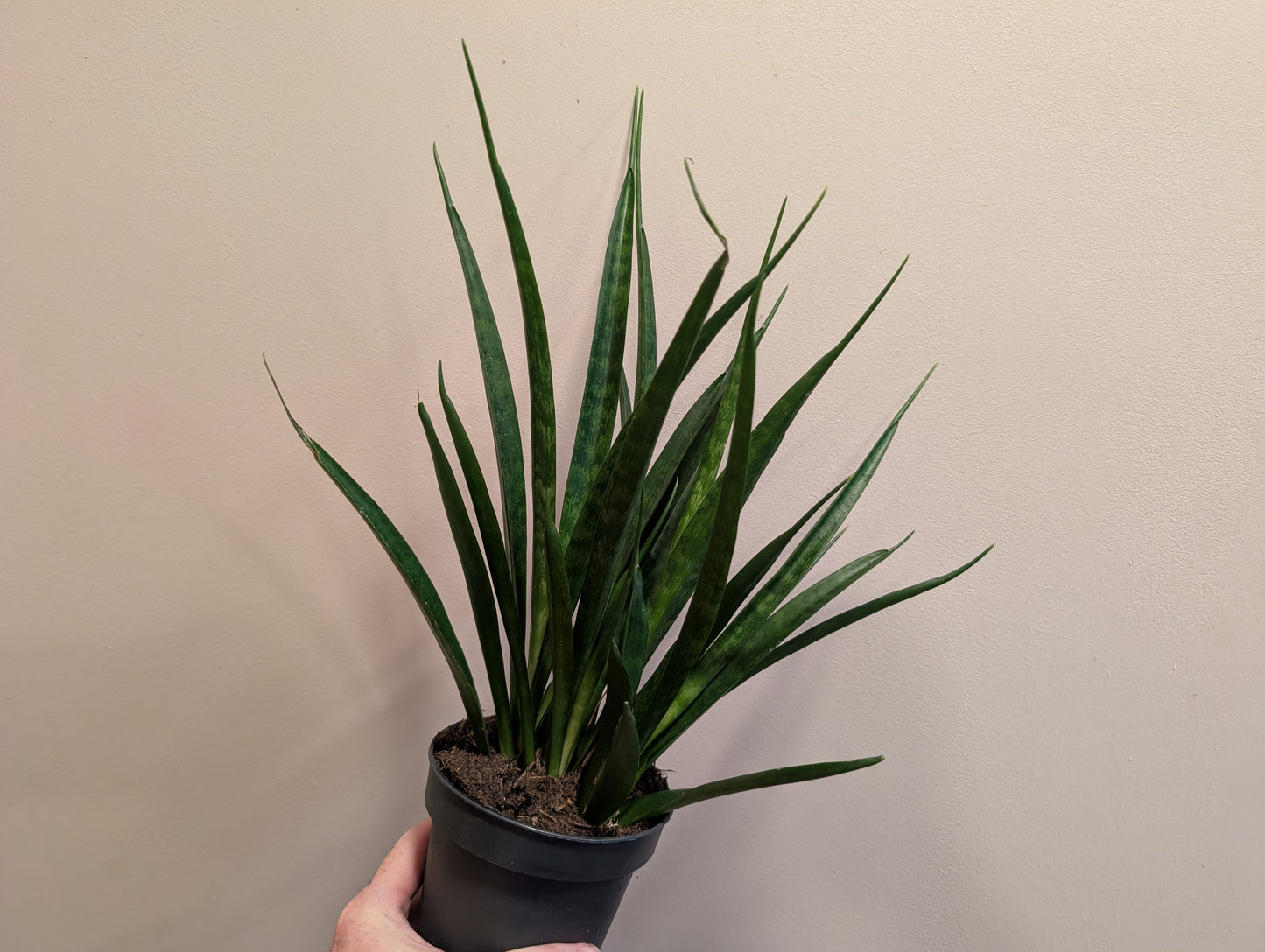 Sansevieria Kirkii Friends 12cm