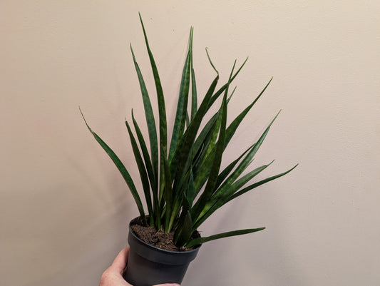 Sansevieria Kirkii Friends 12cm