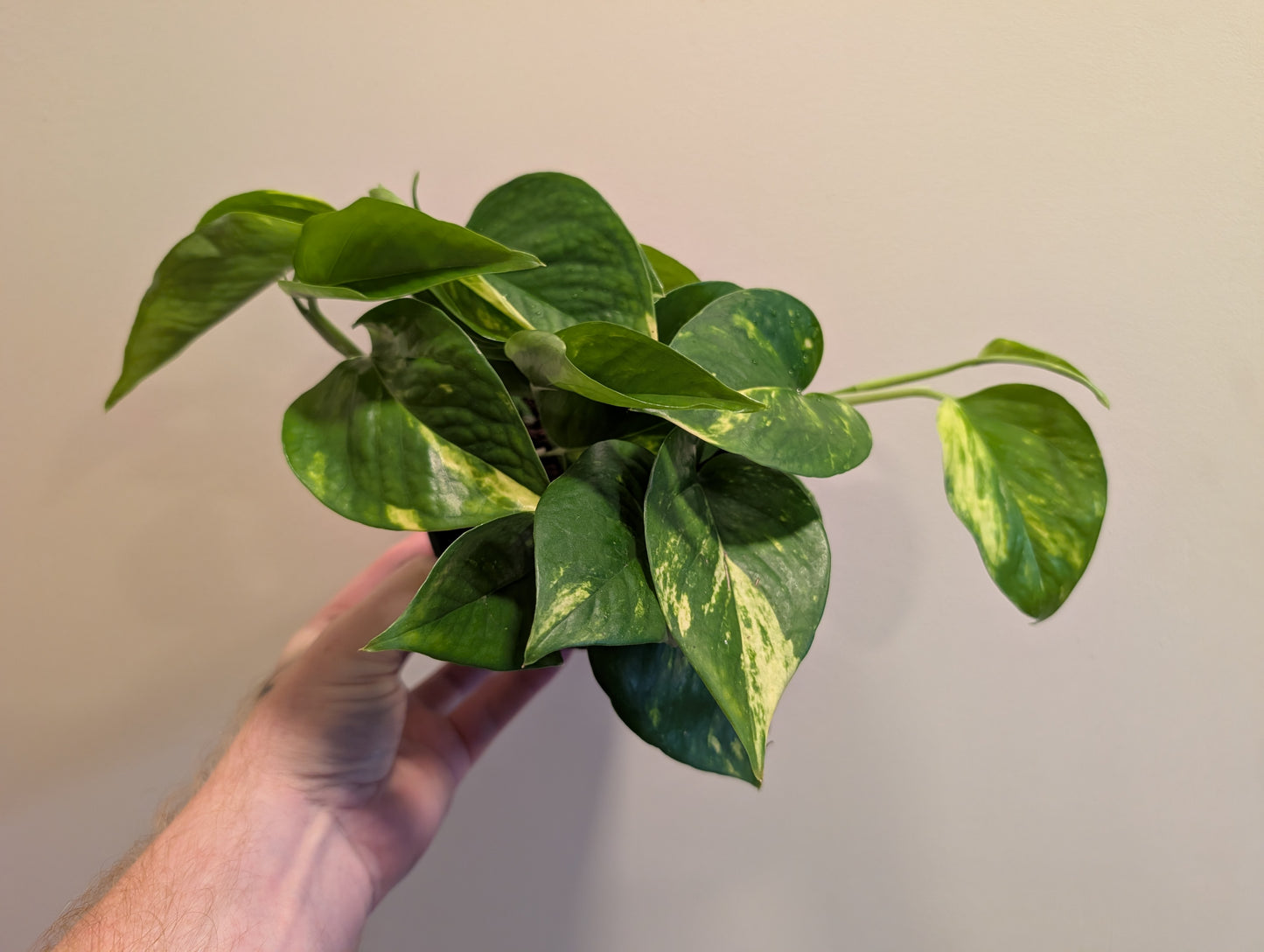 Epipremnum Aureum 12cm