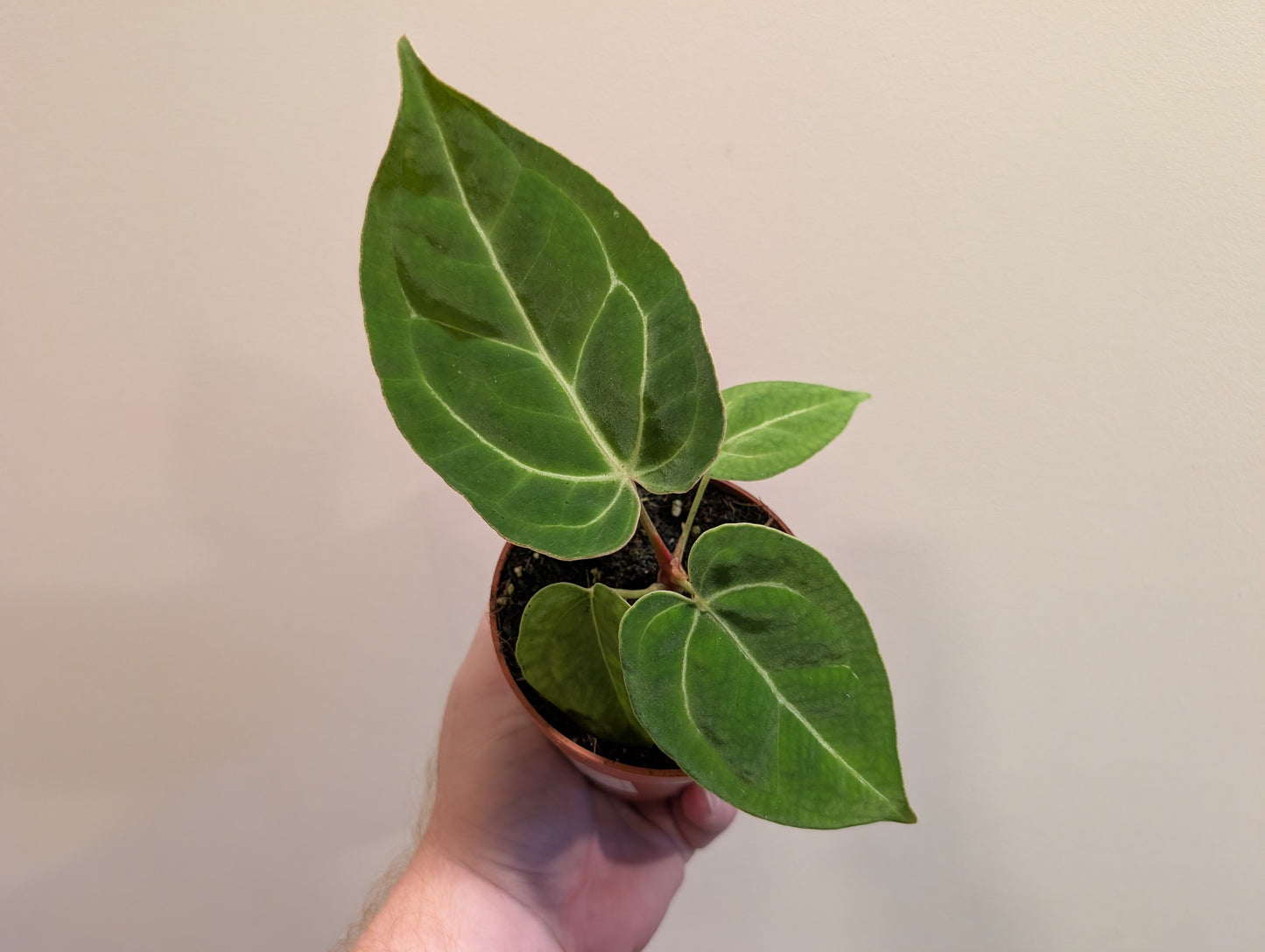 Anthurium sp. Green 8cm