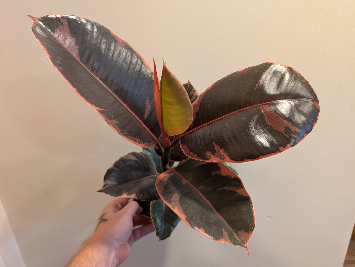 Ficus Elastica Belize 12cm