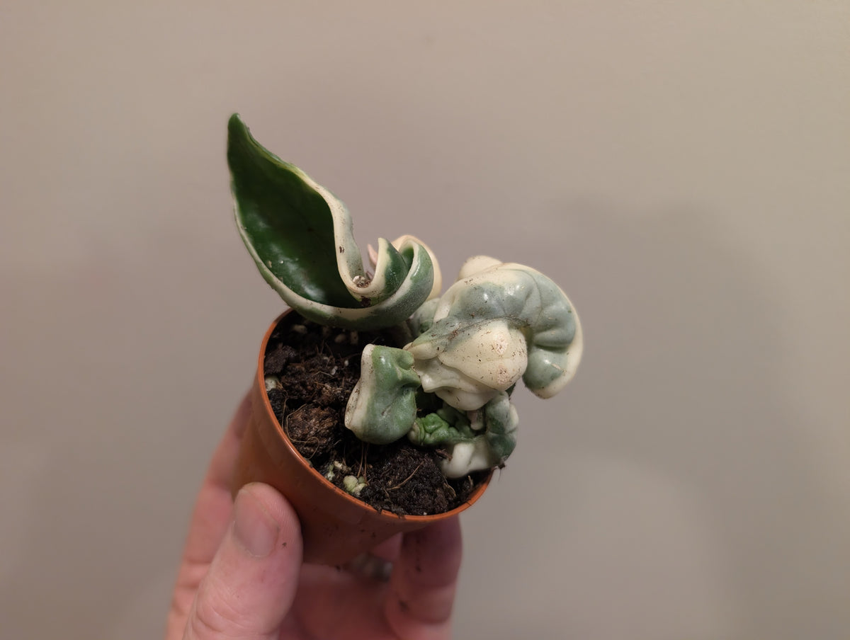 Hoya Compacta Variegata 6cm