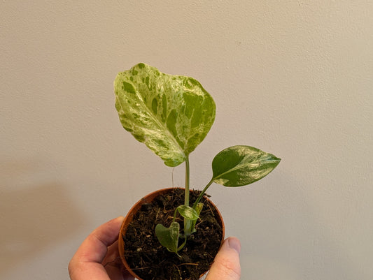 Monstera Bulbasaur 6cm